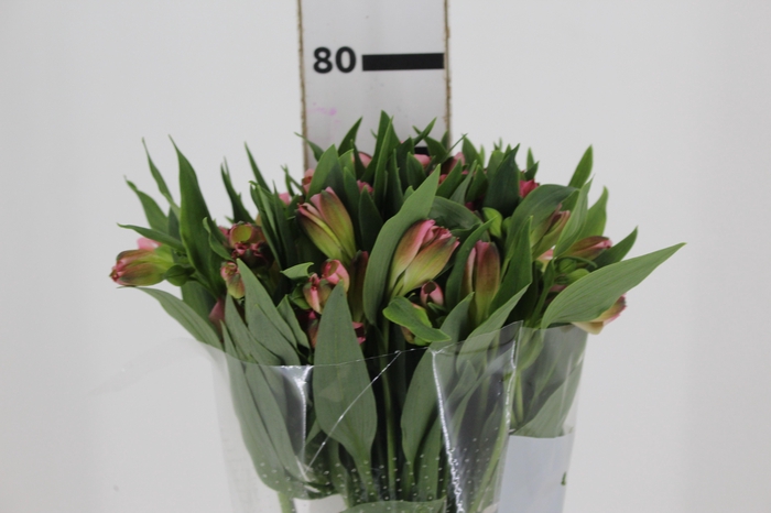 <h4>ALSTROEMERIA LIVORNO 080 CM</h4>
