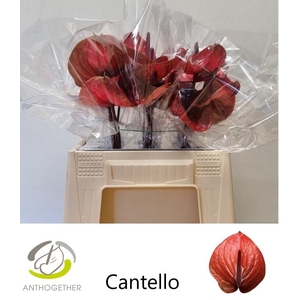 ANTH A CANTELLO