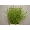 Berk 70cm Appelgroen Pbs