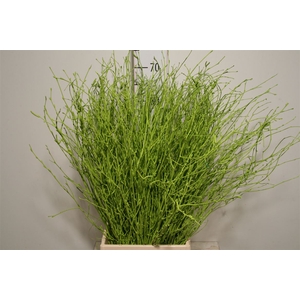 Berk 70cm Appelgroen Pbs