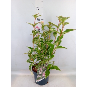 Weigela florida 'Nana Variegata'