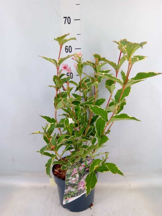 <h4>Weigela florida 'Nana Variegata'</h4>