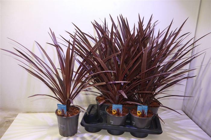 <h4>Cord Aus Red Star</h4>