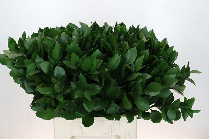 <h4>RUSCUS HYPOPHYLLUM</h4>