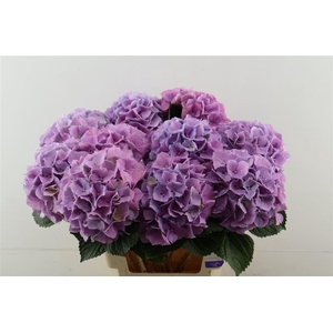 Hydr M Royal Benefit 60-19