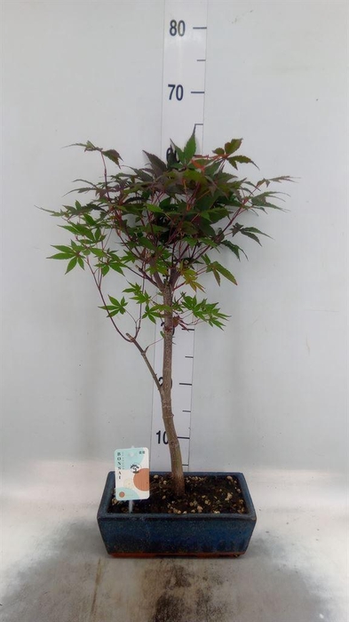 <h4>Bonsai   ...</h4>