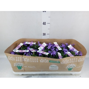 Campanula porten. 'Ambella In Prpl'