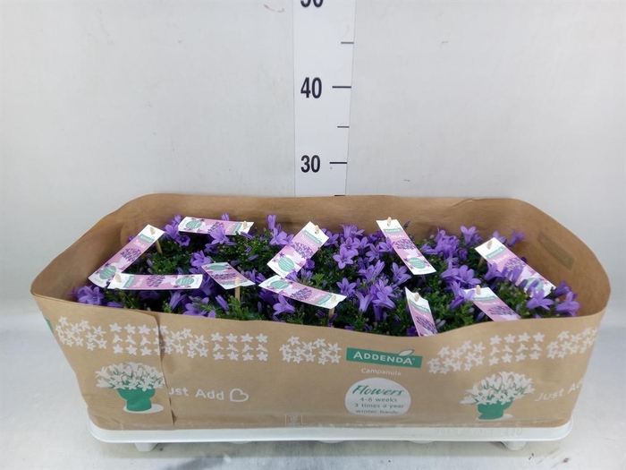 <h4>Campanula porten. 'Ambella In Prpl'</h4>