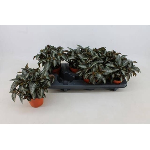PILEA SPR SILV TREE
