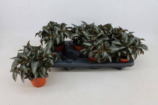<h4>PILEA SPR SILV TREE</h4>