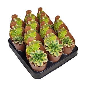 AEONIUM 'FLORESENS' - POT Ø 6,5 - COLLECTION WITH POTCOVER (SUCCULENTEN)