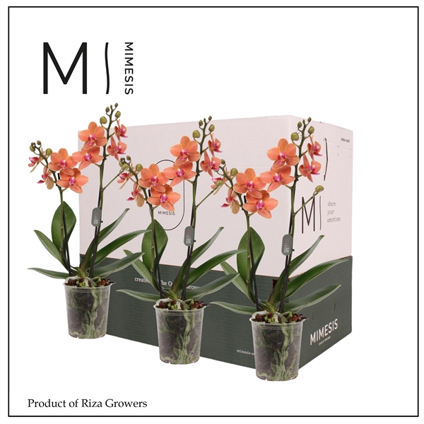 <h4>Mimesis Phal. Orange - 2 spike 9cm Less Plastic</h4>