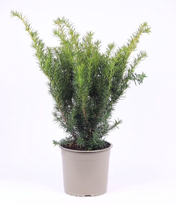 <h4>Taxus media 'Densiformis'</h4>