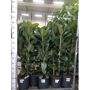 Ficus elastica 'Robusta'