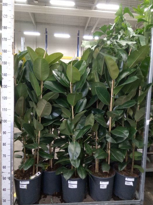 <h4>Ficus elastica 'Robusta'</h4>