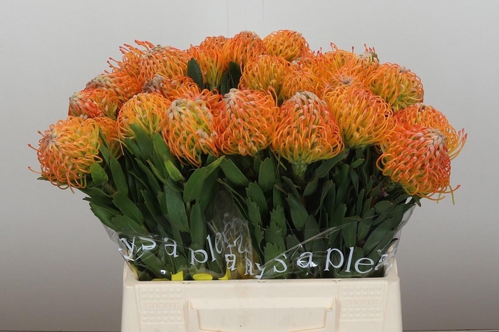 <h4>LEUCO AYOBA SUN</h4>