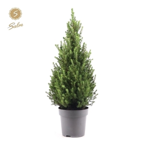 Picea gl. 'December'® P24