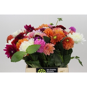 Dahlia Gemengd in bos