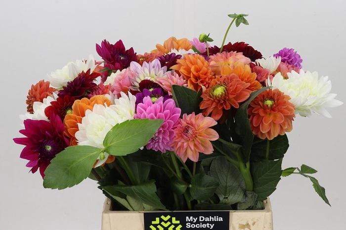 <h4>Dahlia Gemengd in bos</h4>