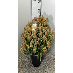 Skimmia jap. Godrie 31Ø 55cm