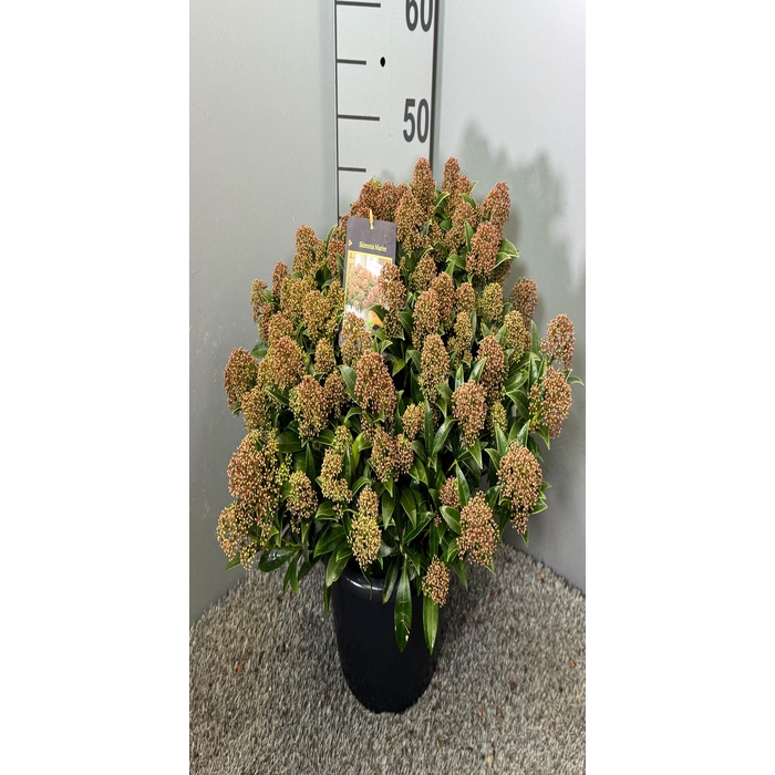 <h4>Skimmia jap. Godrie 31Ø 55cm</h4>