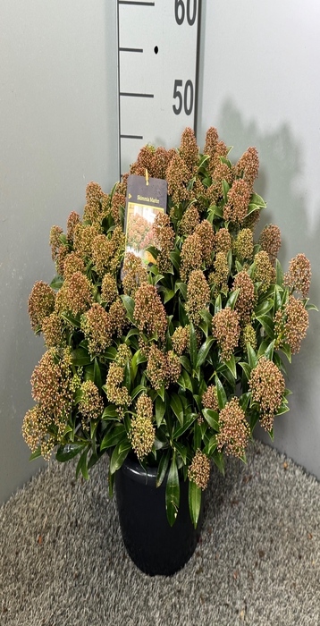 Skimmia jap. Godrie 31Ø 55cm