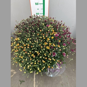 CHRYSANT CARNAVAL TRICOLOR