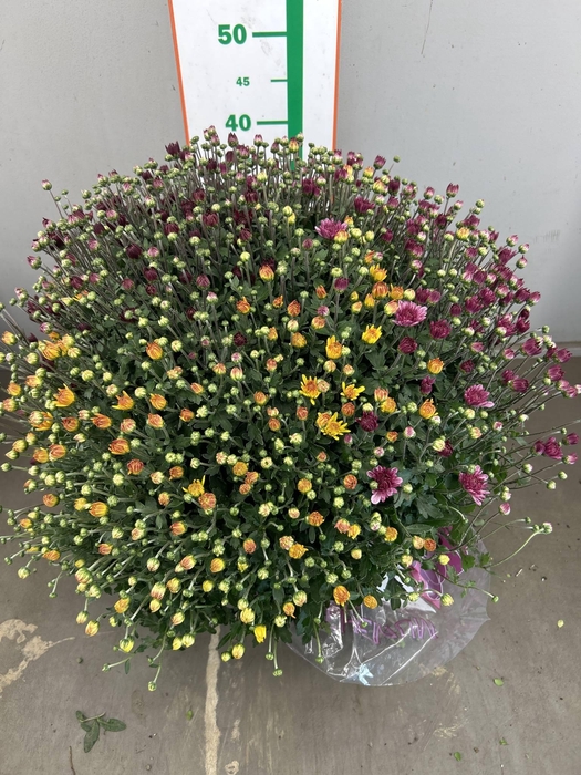 <h4>CHRYSANT CARNAVAL TRICOLOR</h4>