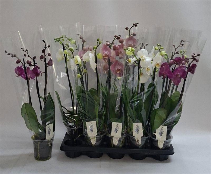 PHAL GEM