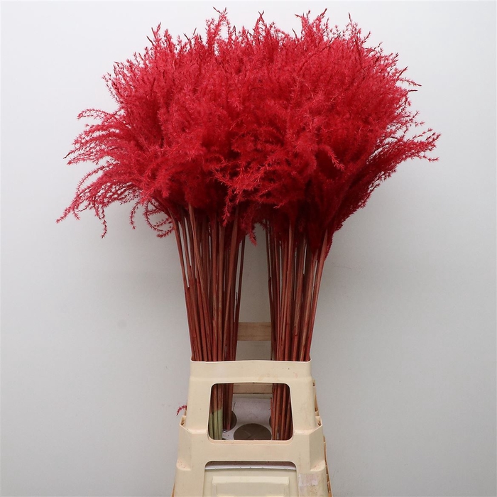 Dried Stipa Feather Red