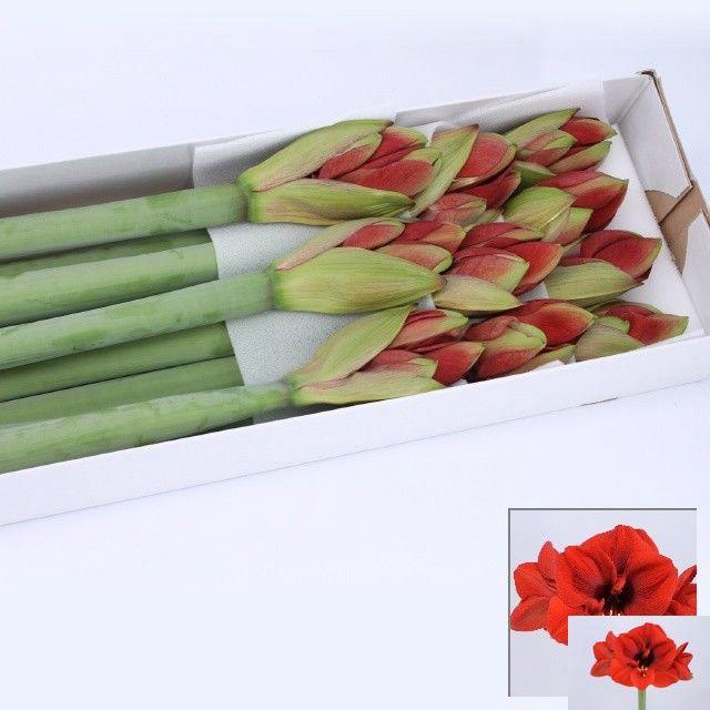 <h4>HIPP GA FERRARI</h4>