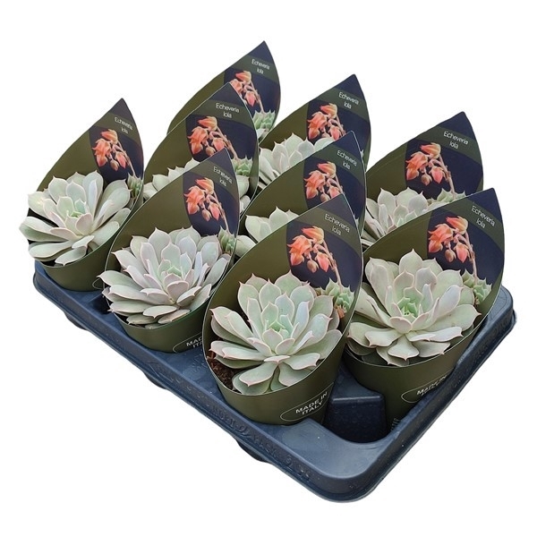 <h4>ECHEVERIA LOLA - POT Ø 10,5 WITH POTCOVER (SUCCULENTEN)</h4>