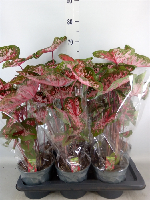 <h4>Caladium  'Carolyn Whorton'</h4>