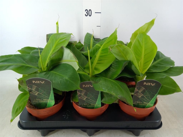 <h4>Musa  'Tropicana'</h4>