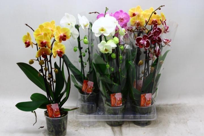 <h4>PHAL EL CASCADE</h4>