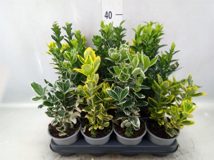 <h4>Euonymus japon.   ...mix</h4>