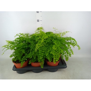 Adiantum raddi. 'Fragrans'