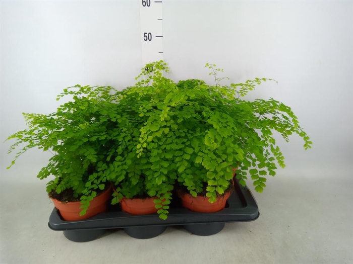 <h4>Adiantum raddi. 'Fragrans'</h4>