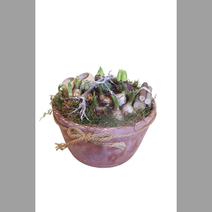 Arr.   Bol/Knolgewas L%