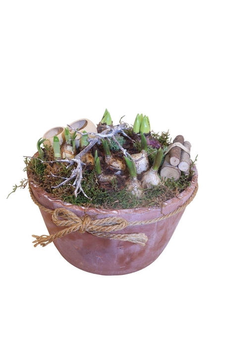 <h4>Arr. Bol/Knolgewas L%</h4>