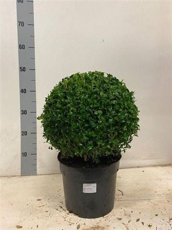 <h4>Buxu Sempervirens Bol 35cm</h4>