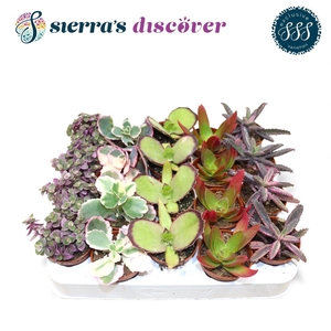 Discover® - Barcelona Succulents Mix (Exclusive)