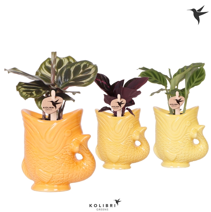 <h4>Kolibri Greens Calathea mix in Fish pot yellow mix</h4>