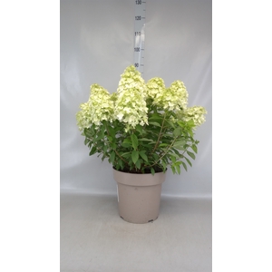 Hydrangea pan. 'Panflora'