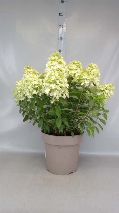 <h4>Hydrangea pan. 'Panflora'</h4>