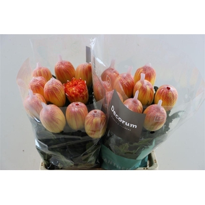 Chr G Kbh Antonov Moonshine