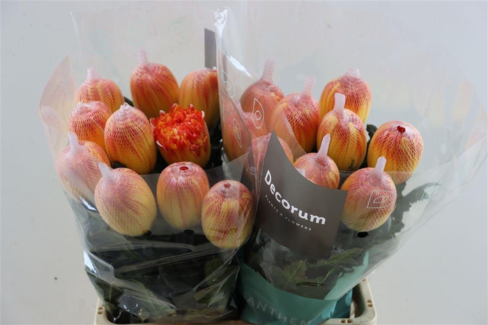 <h4>Chr G Kbh Antonov Moonshine</h4>