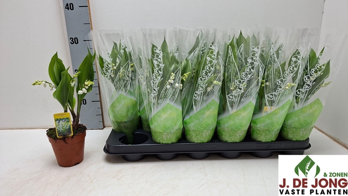 <h4>CONVALLARIA MAJALIS</h4>