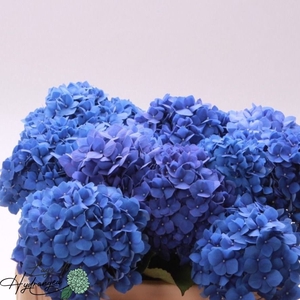 HYDR M CH PIMPERNEL