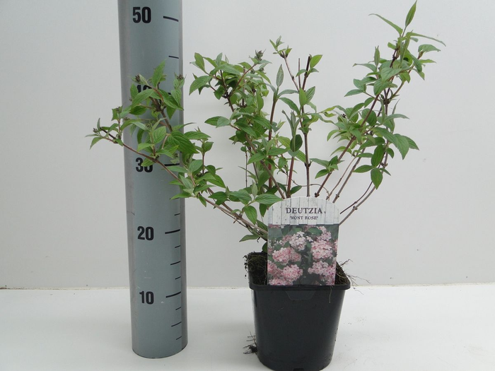 Deutzia hyb. Mont Rose C2